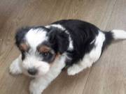  Pure Bred Biewer Yorkshire Terrier Puppies