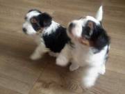  Pure Bred Biewer Yorkshire Terrier Puppies