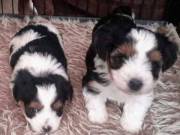  Pure Bred Biewer Yorkshire Terrier Puppies