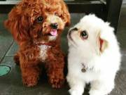 Adorable male and female poodle puppies for   adoption