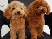 well trained male and female Poodle puppies pure breed 