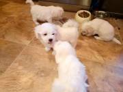 Beautiful proved maltese