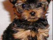 super cute male and female teacup yorkie puppies...+1(470) 514-3382