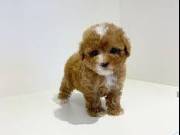  healthy sweets adorable teacup Poodle Puppies For adoptions