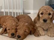 Beautiful little Goldendoodle Girl, No Shed Golden Doodle