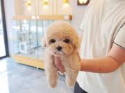  healthy sweets adorable Poodle Puppies For adoptions good home