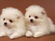  Gorgeous pomeranaian puppies for sale