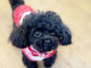 Cute Poodle Puppies male and female for adoption