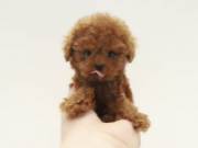  sweet Poodle Puppies for adoption