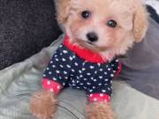 sweet adorable poodle puppies for adoptions