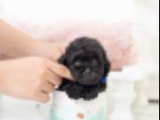 sweet tea cup Poodle Puppies for adoption