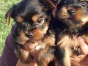 Purebred Tiny Yorkie Puppies