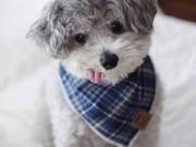  healthy sweets adorable Poodle Puppies For adoptions for good home