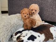 healthy sweets adorable Poodle Puppies For adoptions