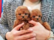 Cute Poodle Puppies male and female for adoption