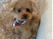  HEALTHY ADORABLE POODLE PUPPIES FOR ADOPTION
