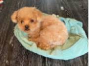  sweet Poodle Puppies for adoption