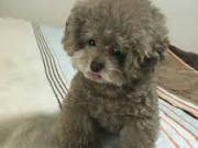  healthy sweets adorable Poodle Puppies For adoptions for good home