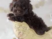 healthy sweets adorable Poodle Puppies For adoptions for good home