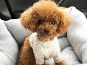  healthy sweets adorable Poodle Puppies For adoptions for good home