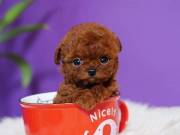 Cute teacup Poodle Puppies for Adoption