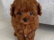 Cute teacup Poodle Puppies for Adoption