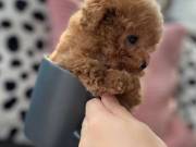  HEALTHY ADORABLE  TEACUP POODLE PUPPIES FOR ADOPTION