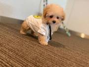 sweet Poodle Puppies for adoption