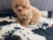 sweet Poodle Puppies for adoption