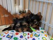 Home raised yorkie puppies 