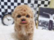 Cute Poodle Puppies male and female for sale
