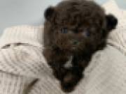 Cute Poodle Puppies male and female for sale