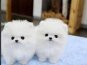 Teacup Pomeranian puppies  for adoption +1{315}929-5943.