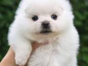 Pomeranian  puppies for adoption +1{315}929-5943.