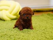 Cute Poodle Puppies male and female for adoption