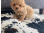 Teacup Poodle Puppies for adoption