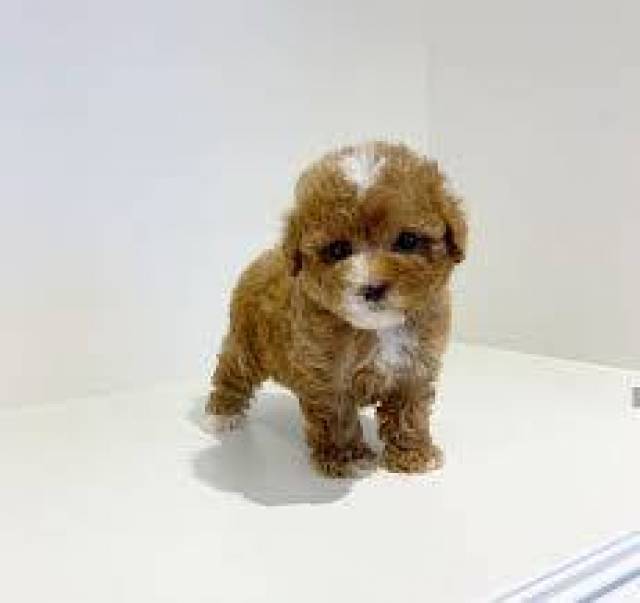 Beautiful Male and Female poodle Puppies available for adoption