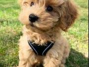  healthy sweets adorable teacup Poodle Puppies For adoptions
