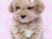  healthy sweets adorable teacup Poodle Puppies For adoptions