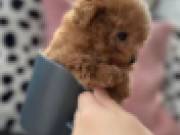  HEALTHY ADORABLE POODLE PUPPIES FOR ADOPTION
