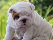  French bulldog puppies available for adoption