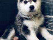   AKC Siberian Husky Puppies Availeble call/text 8652947982