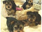 ==:::Yorkie puppies:: ready for adopt:::==