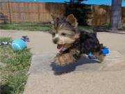 Yorkshire Terrier Puppy/ call/or text(559) 407-0297