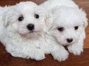 amazing maltes puppies for adoption+1(762) 529-8196