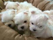 Teacup Maltese Puppies Ready for good homes +17625298196