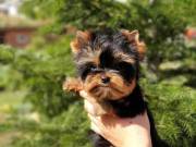  Super Cute Yorkie Puppies Available