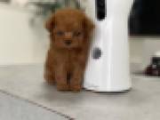  Cute teacup Poodle Puppies for Adoption