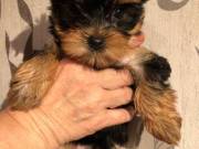 Male And Female Yorkie Puppies.