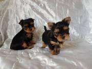 Male And Female Yorkie Puppies.